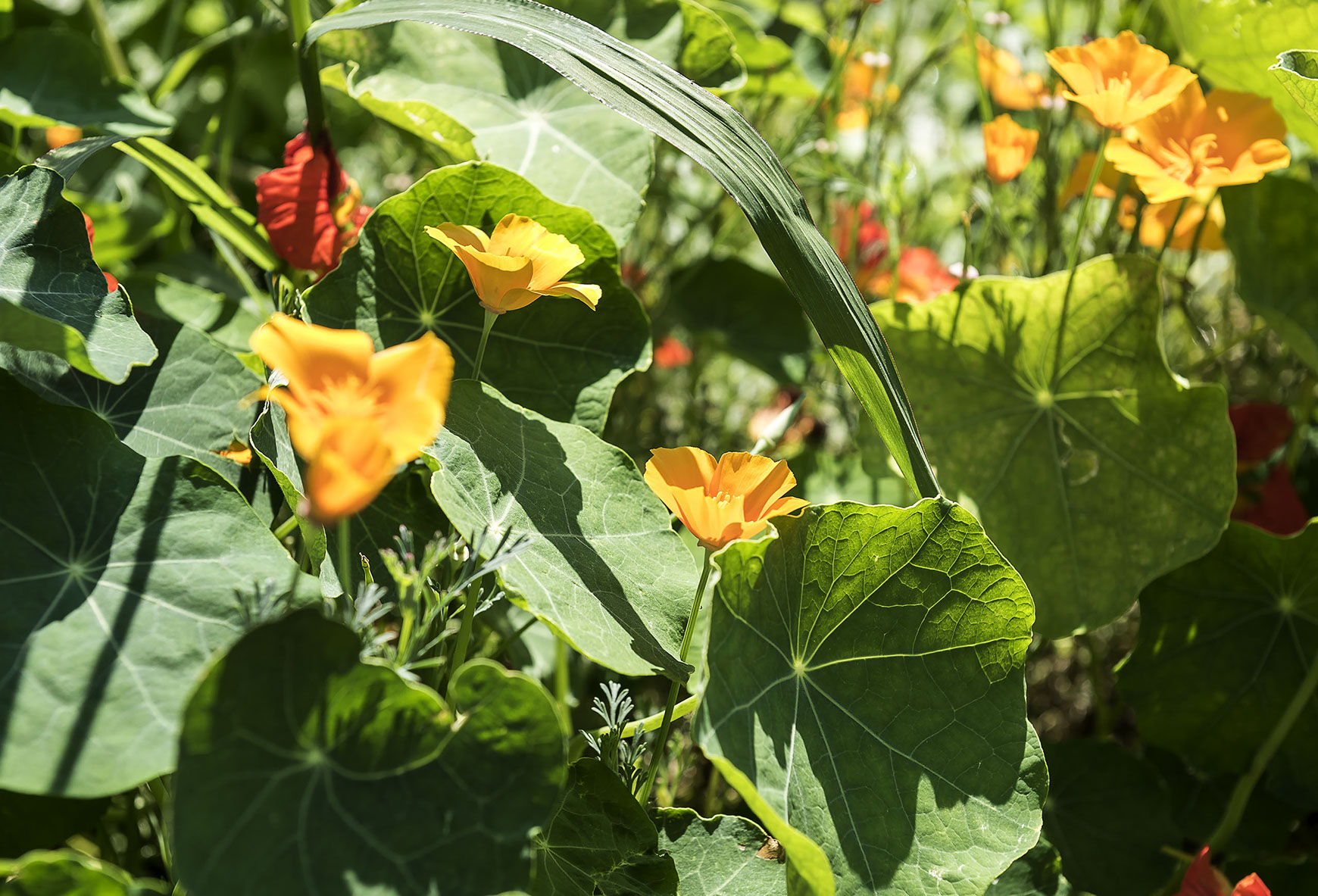 Natur - pur Ferienwohnung im Häuplhof direkt am Attersee